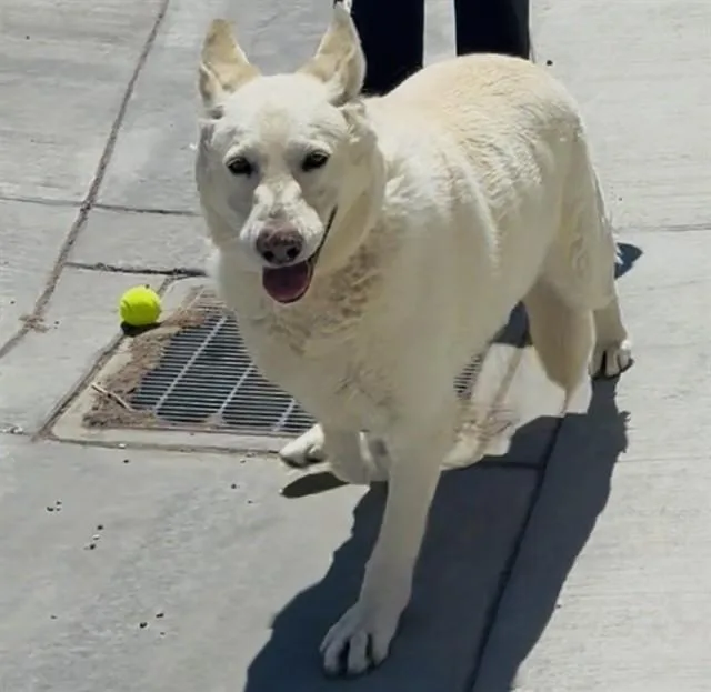An adult medium-sized female German Shepherd Dog dog named Mia for adoption in Lancaster, CA