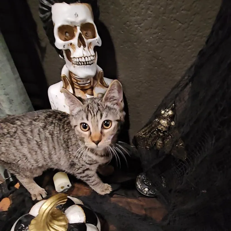 Casper and Stella bonded thumbnail 2