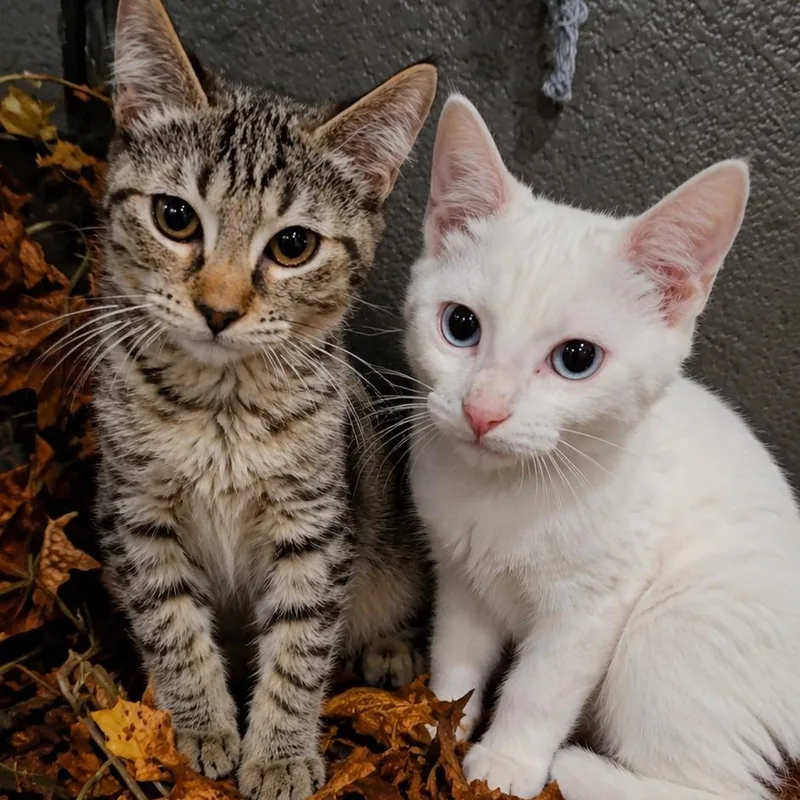 Casper and Stella bonded thumbnail 4