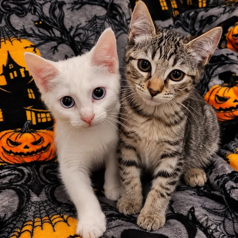 Casper and Stella bonded thumbnail 6