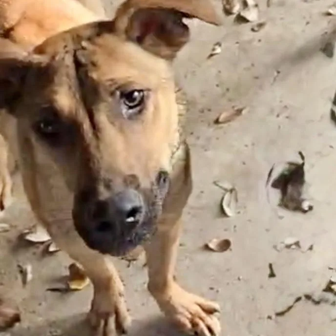 An adult medium-sized male Golden Black Mouth Cur dog named Happy for adoption in Houston, TX