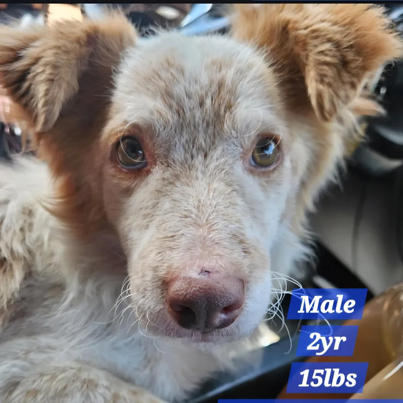 An adult small-sized male Apricot / Beige Terrier dog named Sunny for adoption in Fullerton, CA