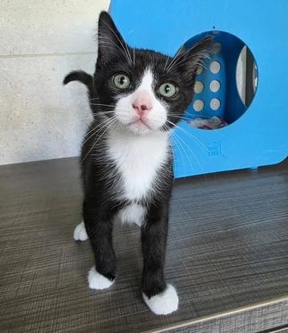 A baby small-sized male Domestic Short Hair cat named Louis for adoption in Honolulu, HI