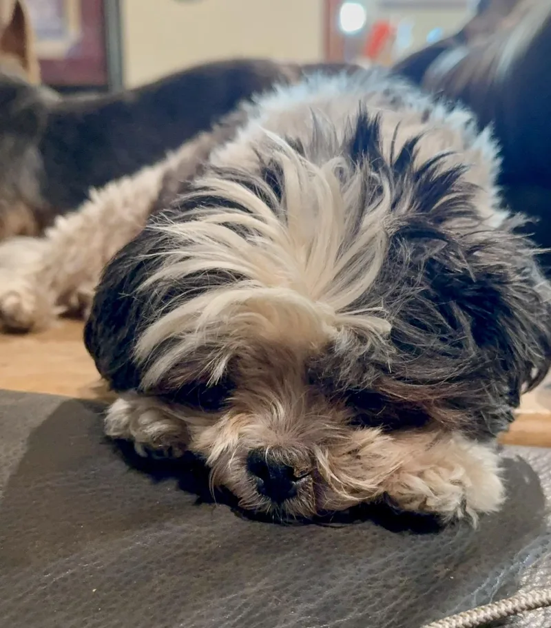 An adult small-sized female White / Cream Shih Tzu dog named Patches for adoption in Pelham, NH
