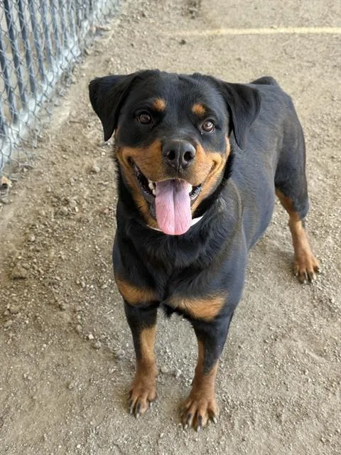 An adult large-sized female Rottweiler dog named Betty for adoption in Riverside, CA