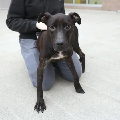 A young medium-sized female Mixed Breed dog named Seanna for adoption in Westland, MI