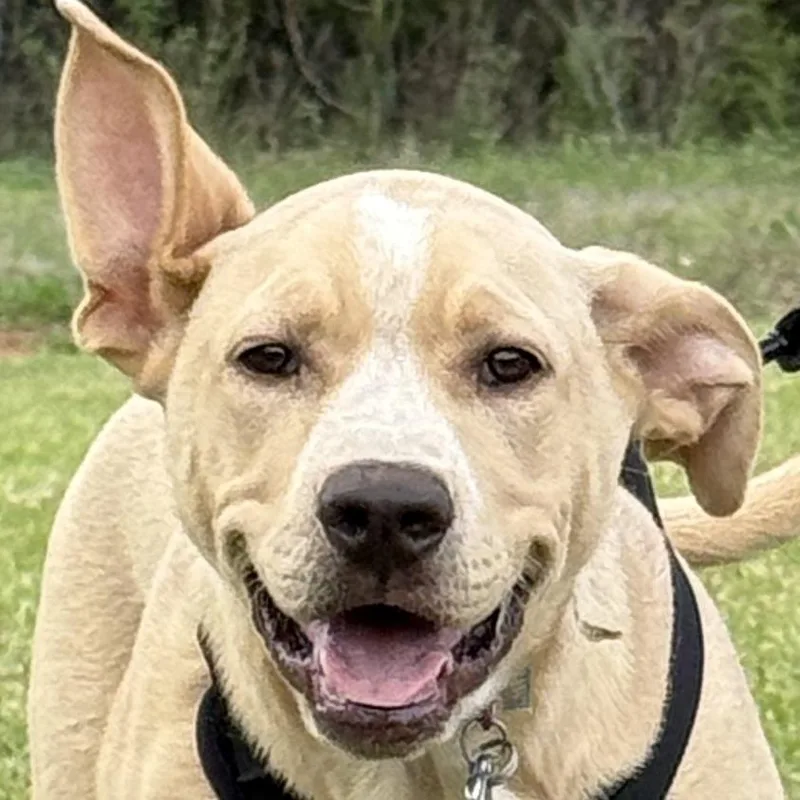 A baby medium-sized male Yellow / Tan / Blond / Fawn Labrador Retriever dog named Haribo for adoption in Birmingham, AL