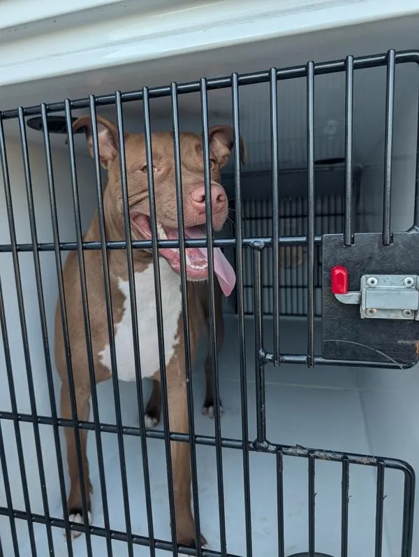 A young large-sized male Pit Bull Terrier dog named Fitz for adoption in Virginia Beach, VA