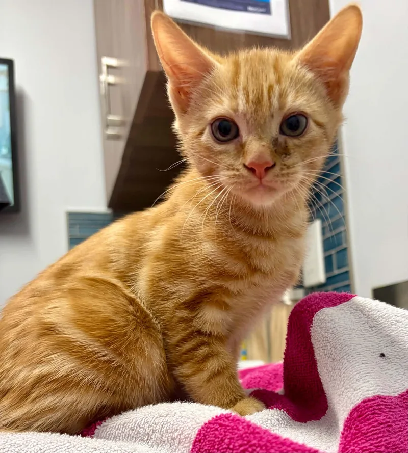A baby medium-sized female Domestic Short Hair cat named Cheetoh for adoption in Warren, NJ