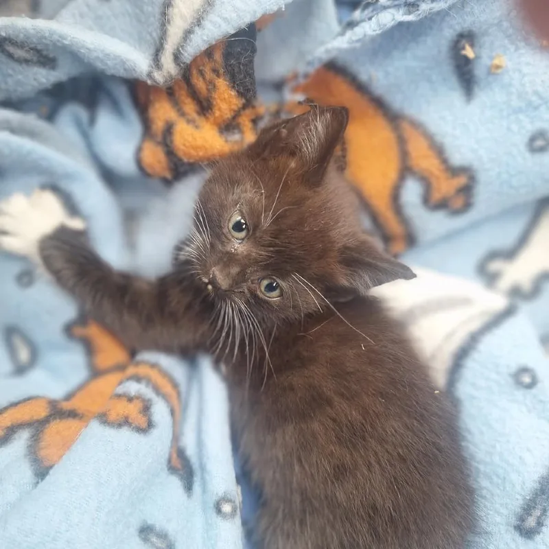 A baby small-sized female Black Domestic Short Hair cat named Kiara for adoption in Chaska, MN