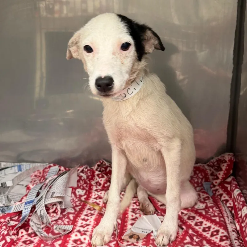 An adult small-sized female White / Cream Mixed Breed dog named Lucille for adoption in Alexandria, VA