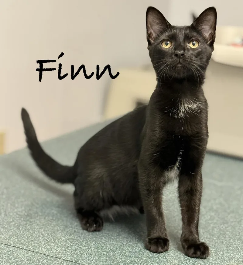 A baby medium-sized male Domestic Short Hair cat named Finn for adoption in Pawleys Island, SC