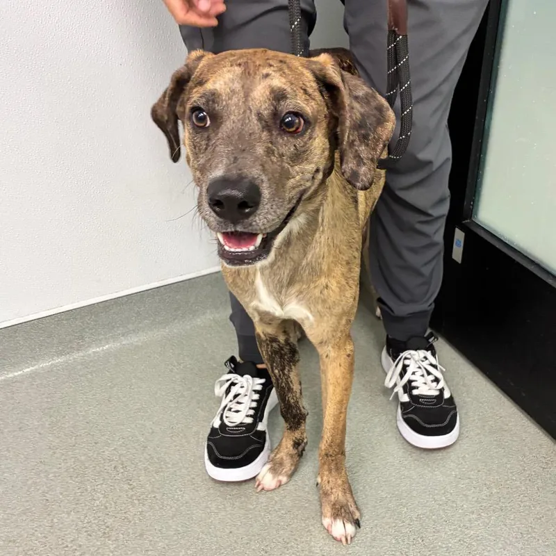 An adult medium-sized male Catahoula Leopard Dog dog named Percy for adoption in Abilene, TX