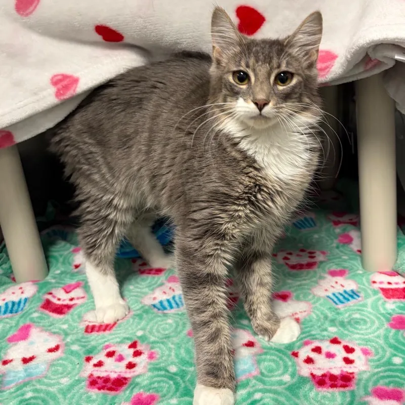 A young medium-sized female Gray / Blue / Silver Domestic Medium Hair cat named Coraline for adoption in Keizer, OR