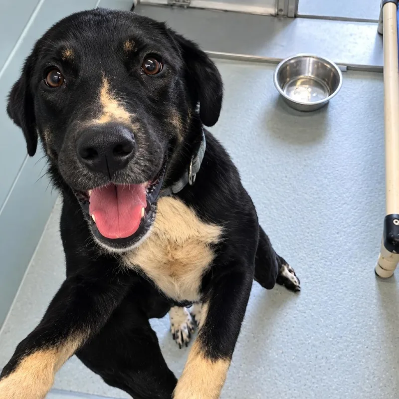 A baby medium-sized male Border Collie dog named Fez for adoption in Bastrop, TX