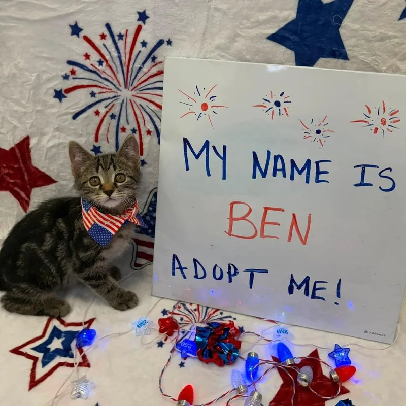 A baby small-sized male Brown / Chocolate Domestic Short Hair cat named Ben for adoption in Carmel, IN