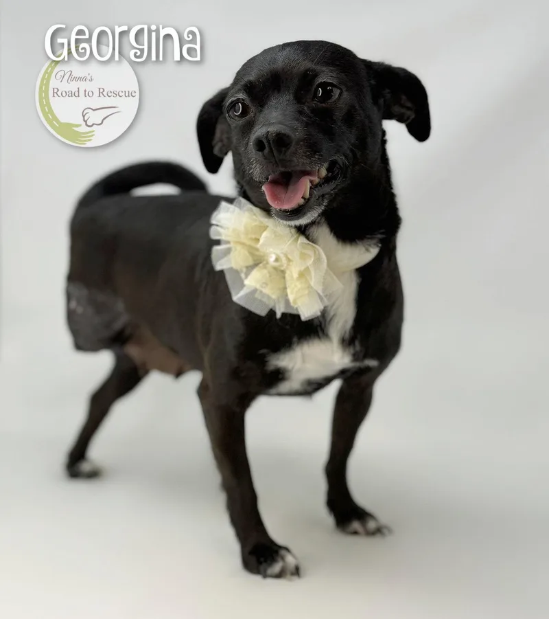 An adult small-sized female Dachshund dog named Georgina for adoption in Benton, LA