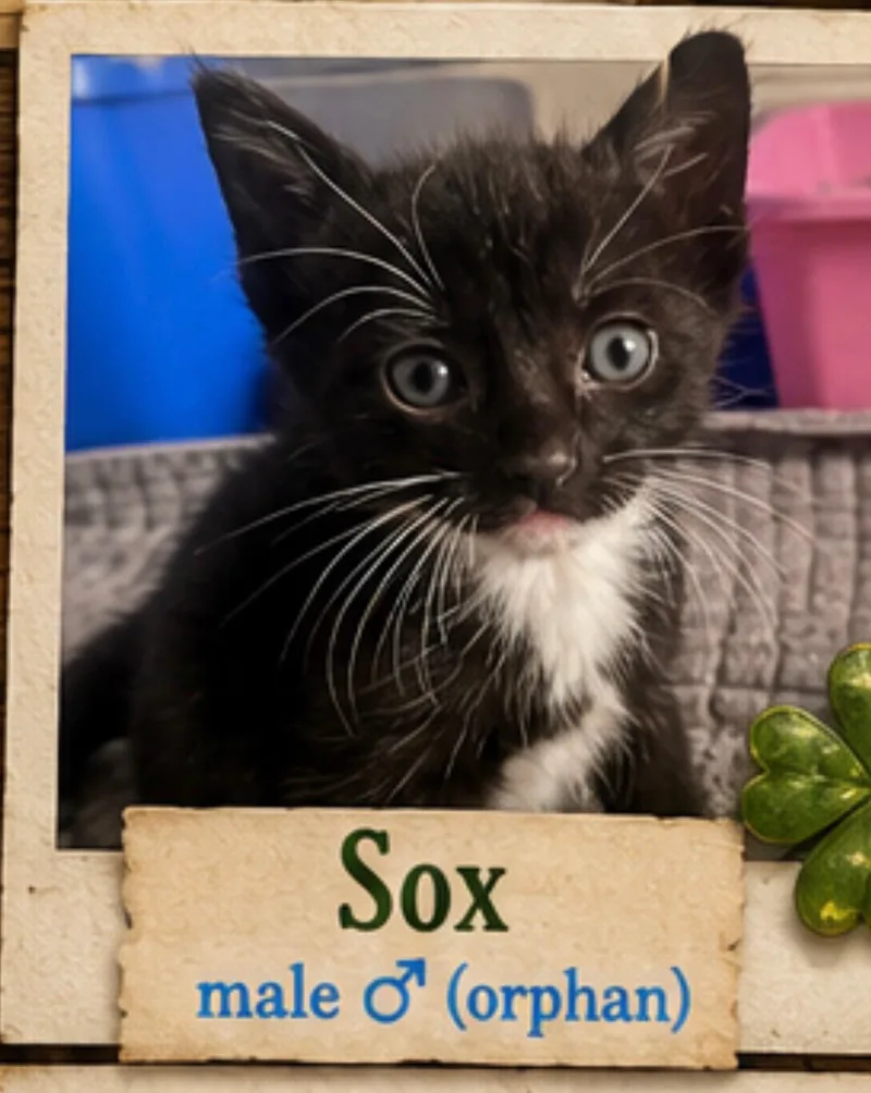 A baby medium-sized male Black Domestic Short Hair cat named Sox for adoption in Mansfield, TX