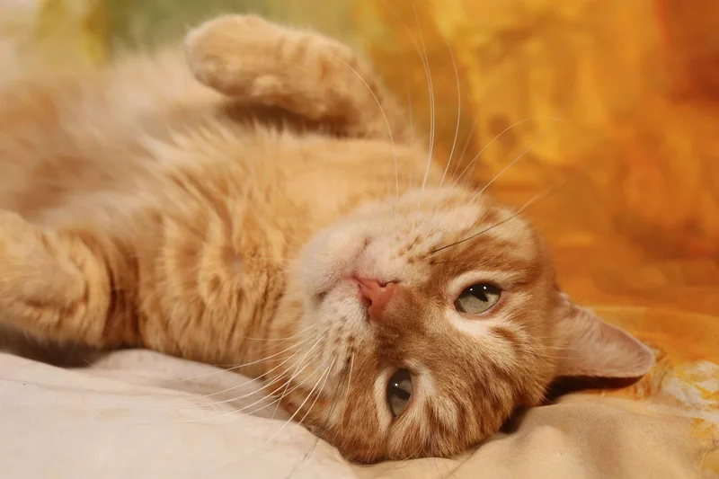 A senior medium-sized male Orange / Red Domestic Short Hair cat named Wesley for adoption in New Prague, MN