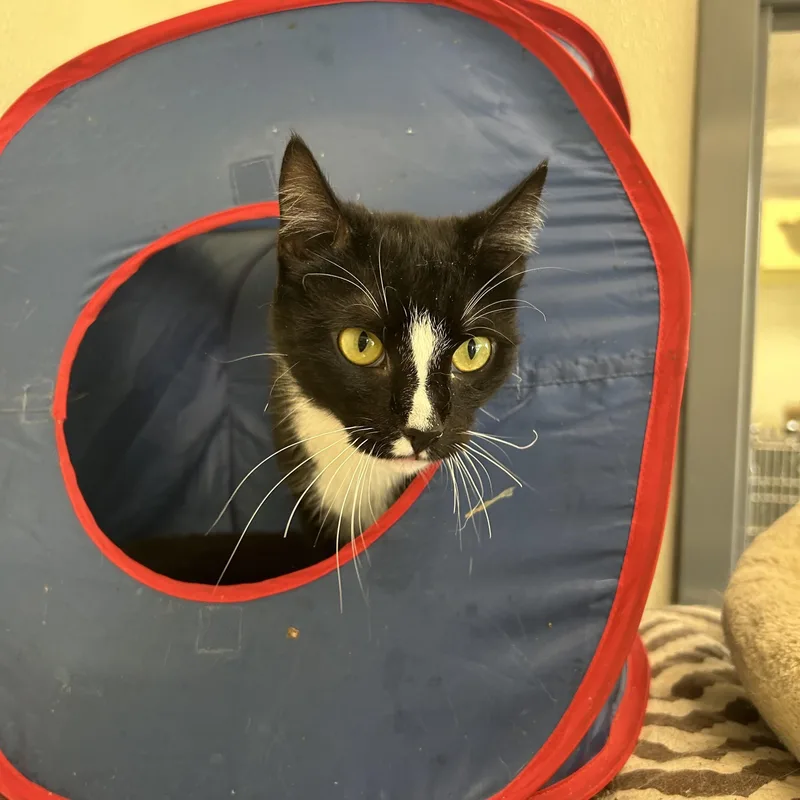 A young medium-sized female Black & White / Tuxedo Tuxedo cat named Mariela for adoption in Lambertville, NJ