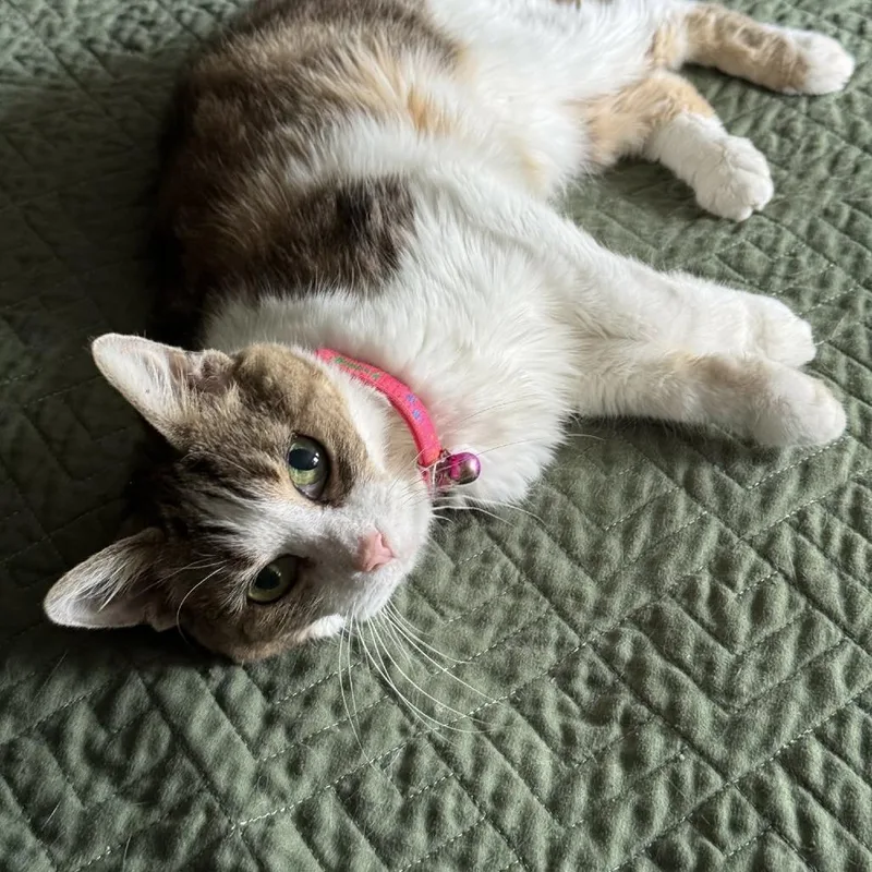 A senior small-sized female Domestic Short Hair cat named Ellie for adoption in Downers Grove, IL