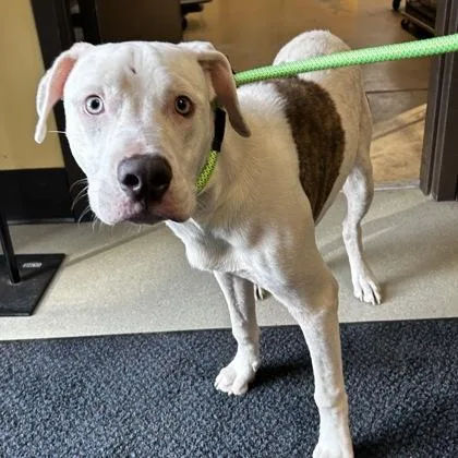 A young medium-sized male Mixed Breed dog named Tenzin for adoption in Merriam, KS