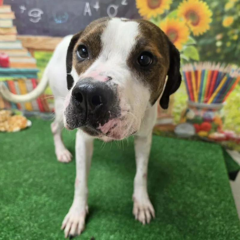 An adult large-sized male White / Cream American Bulldog dog named Brisket for adoption in Statesboro, GA