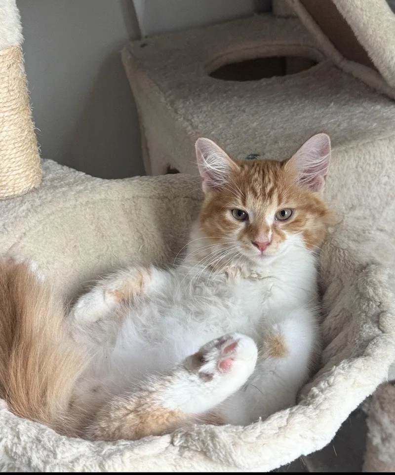 A baby medium-sized male Orange & White Domestic Short Hair cat named Twolouse for adoption in Walled Lake, MI
