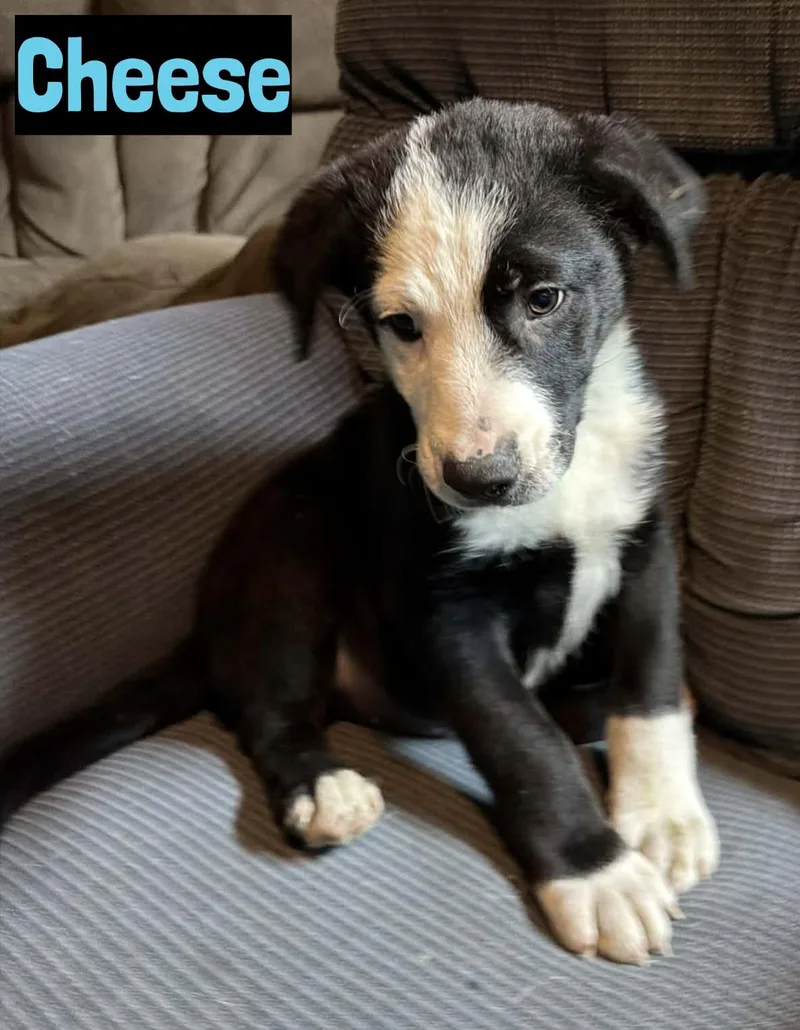 A baby medium-sized male Collie dog named Cheese for adoption in Grand Rapids, MI