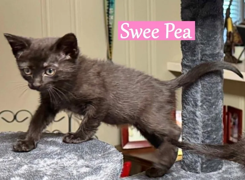 A baby medium-sized female Domestic Short Hair cat named Swee Pea for adoption in Hoover , AL