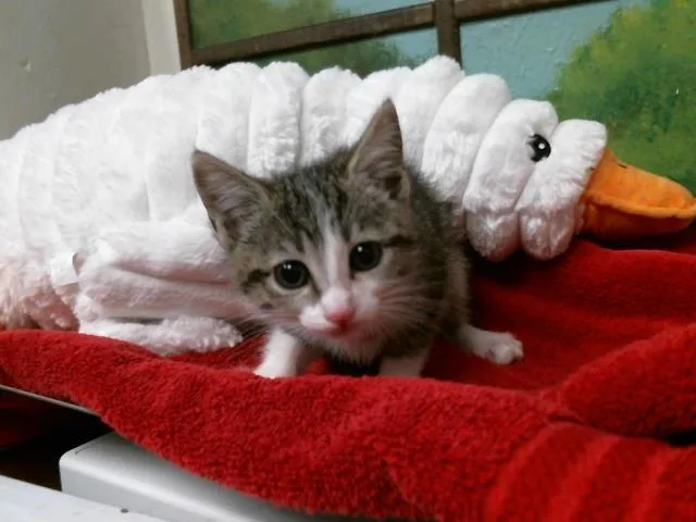 A baby small-sized female Domestic Short Hair cat named Christy for adoption in Houston, TX