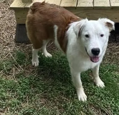 A young medium-sized female Australian Shepherd dog named Piper for adoption in Ontario, CA