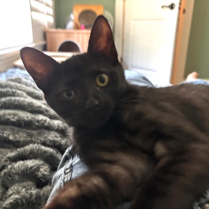 A baby small-sized female Black Domestic Short Hair cat named Stormy for adoption in Bulverde, TX