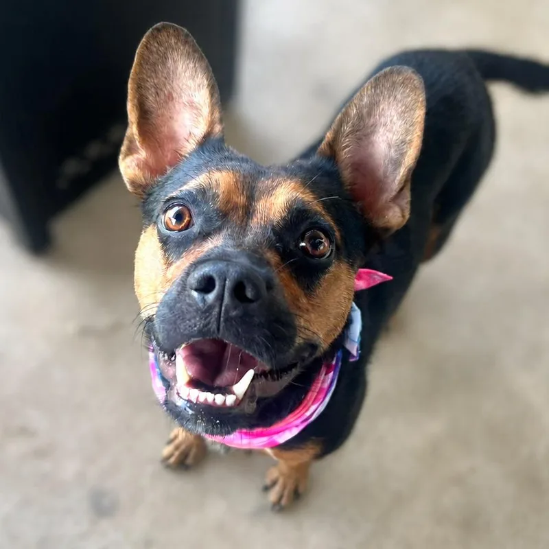 An adult medium-sized female Black Australian Kelpie dog named Alina for adoption in Boerne, TX