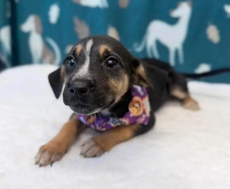 A baby medium-sized female Beagle dog named Rye for adoption in Sedalia, CO