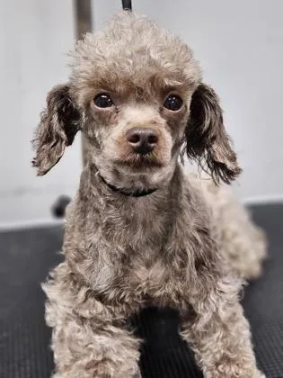 An adult small-sized male Poodle dog named Gabriel Fka Dog for adoption in West Chester, PA