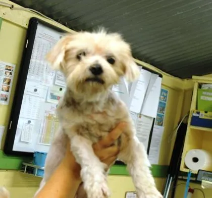 A young medium-sized female Yorkshire Terrier dog named Supaw Star for adoption in Picayune, MS