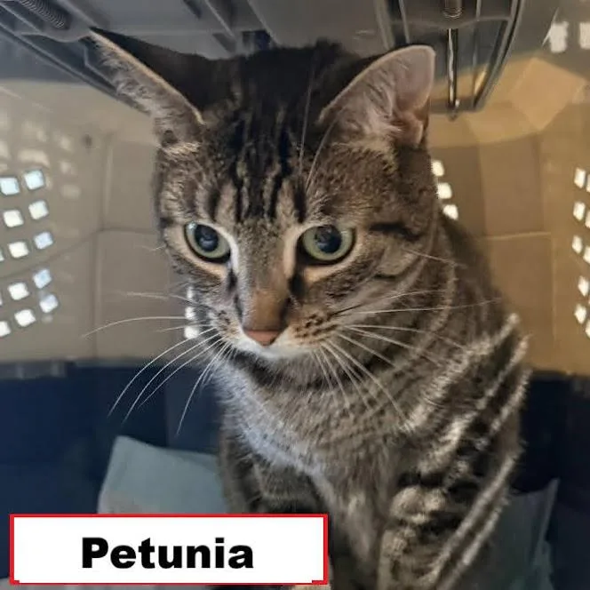 A young medium-sized female Domestic Short Hair cat named Petunia for adoption in Zimmerman, MN