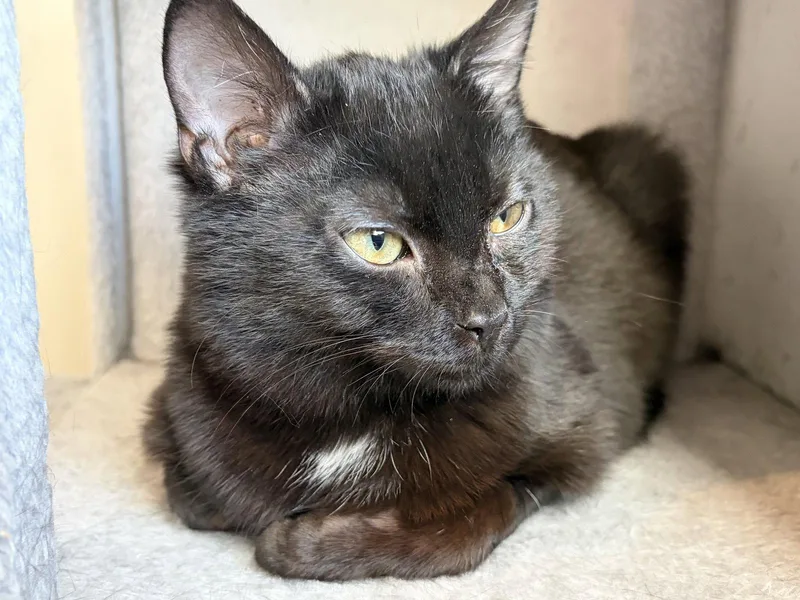 A baby medium-sized female Black Domestic Short Hair cat named Rumi for adoption in Herndon, VA