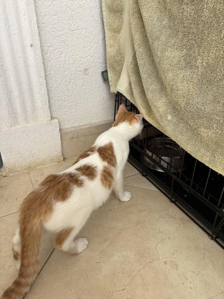 A baby small-sized male Orange & White American Shorthair cat named Peter for adoption in New Bedford, MA