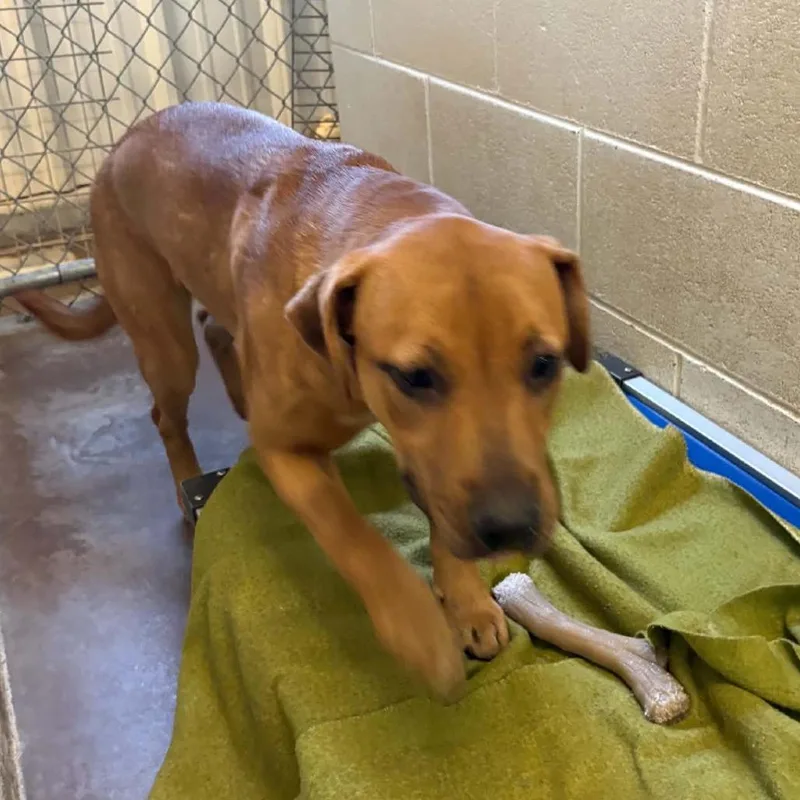 A young medium-sized female Pit Bull Terrier dog named Lydia for adoption in Stephenville, TX