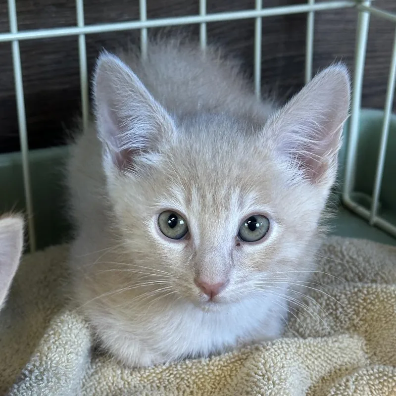 A baby small-sized male Orange / Red American Shorthair cat named Ponyboy for adoption in Yucaipa, CA