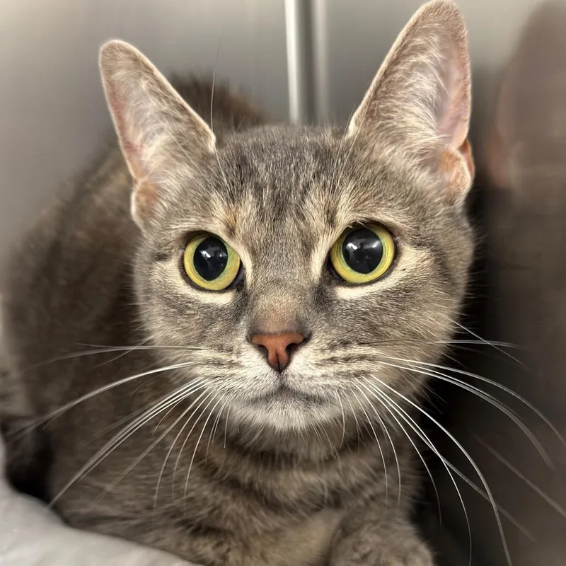 An adult large-sized female Domestic Short Hair cat named Miya for adoption in Perkiomenville, PA