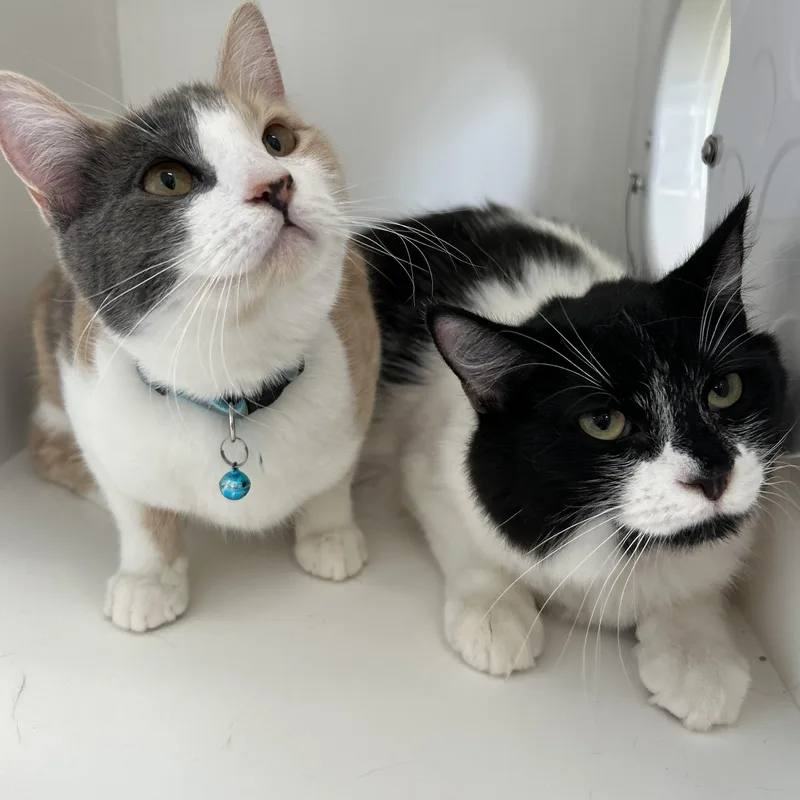 Red Rose thumbnail 2