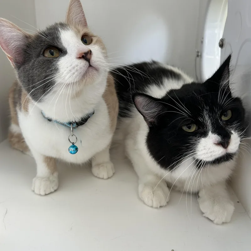 Red Rose thumbnail 3