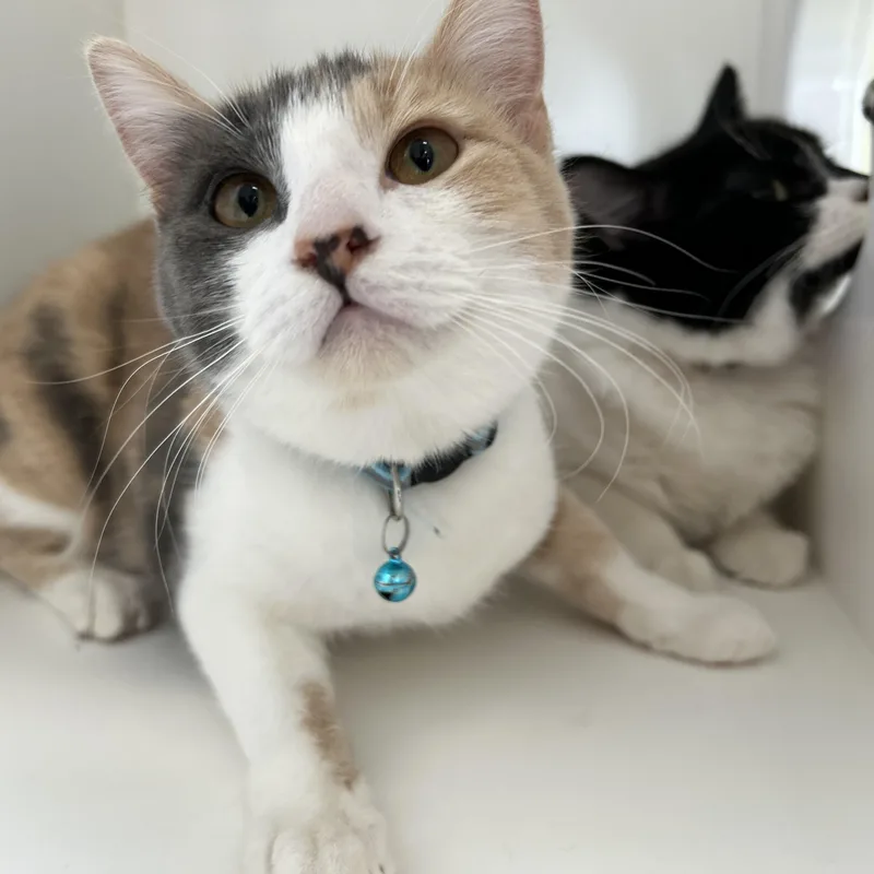 Red Rose thumbnail 5