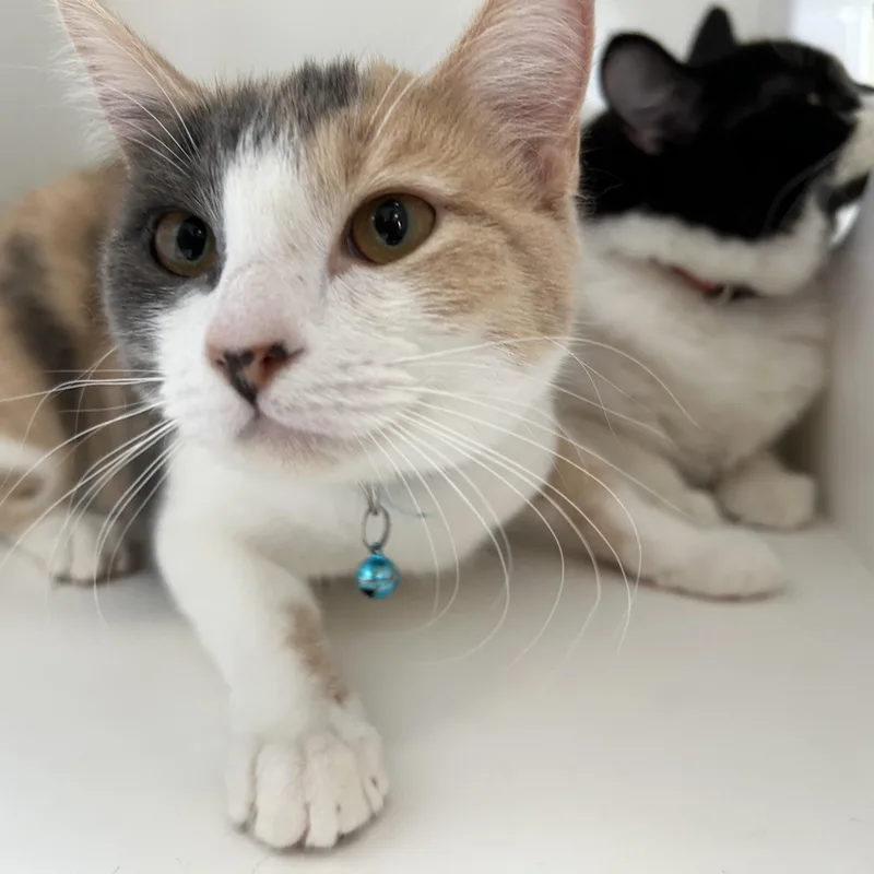 Red Rose thumbnail 6