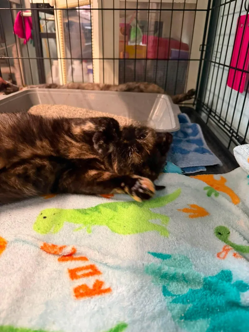 An adult medium-sized female Domestic Short Hair cat named Tortellini for adoption in Warren, OH