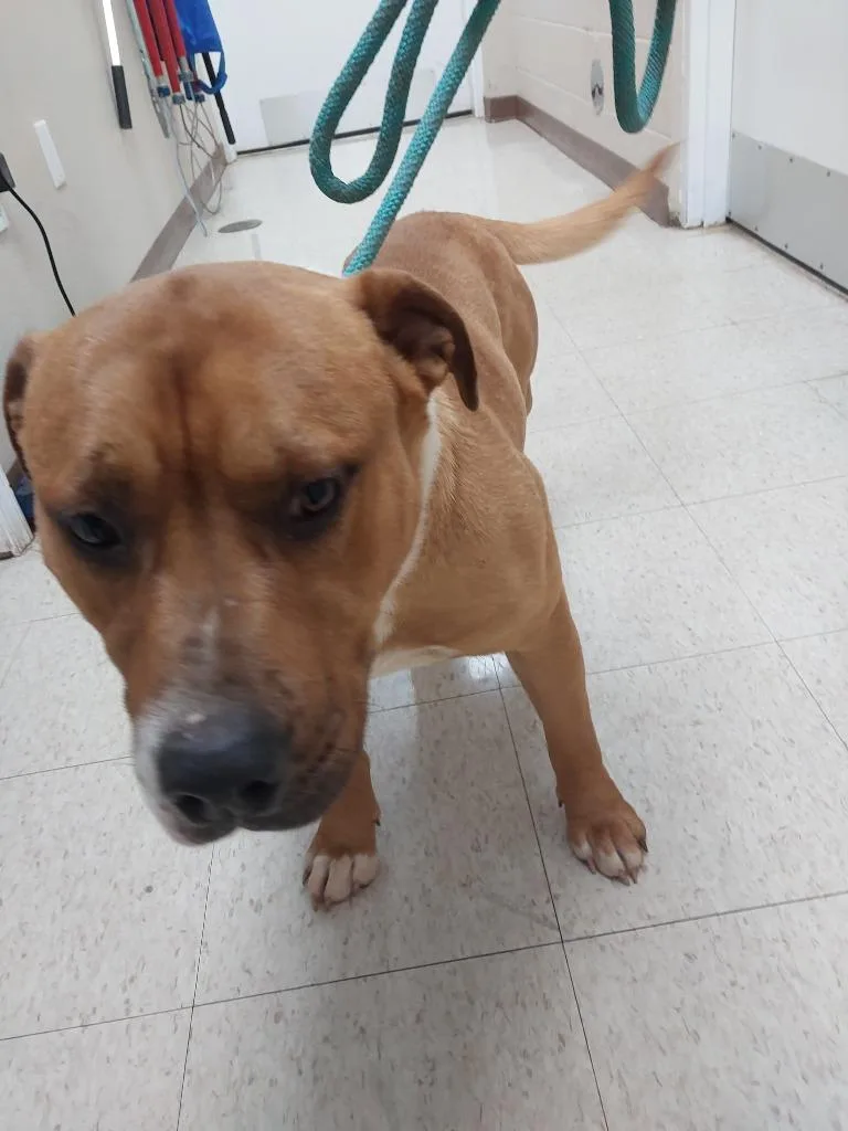 A young medium-sized male Pit Bull Terrier dog named No Creek Rd for adoption in Mocksville, NC