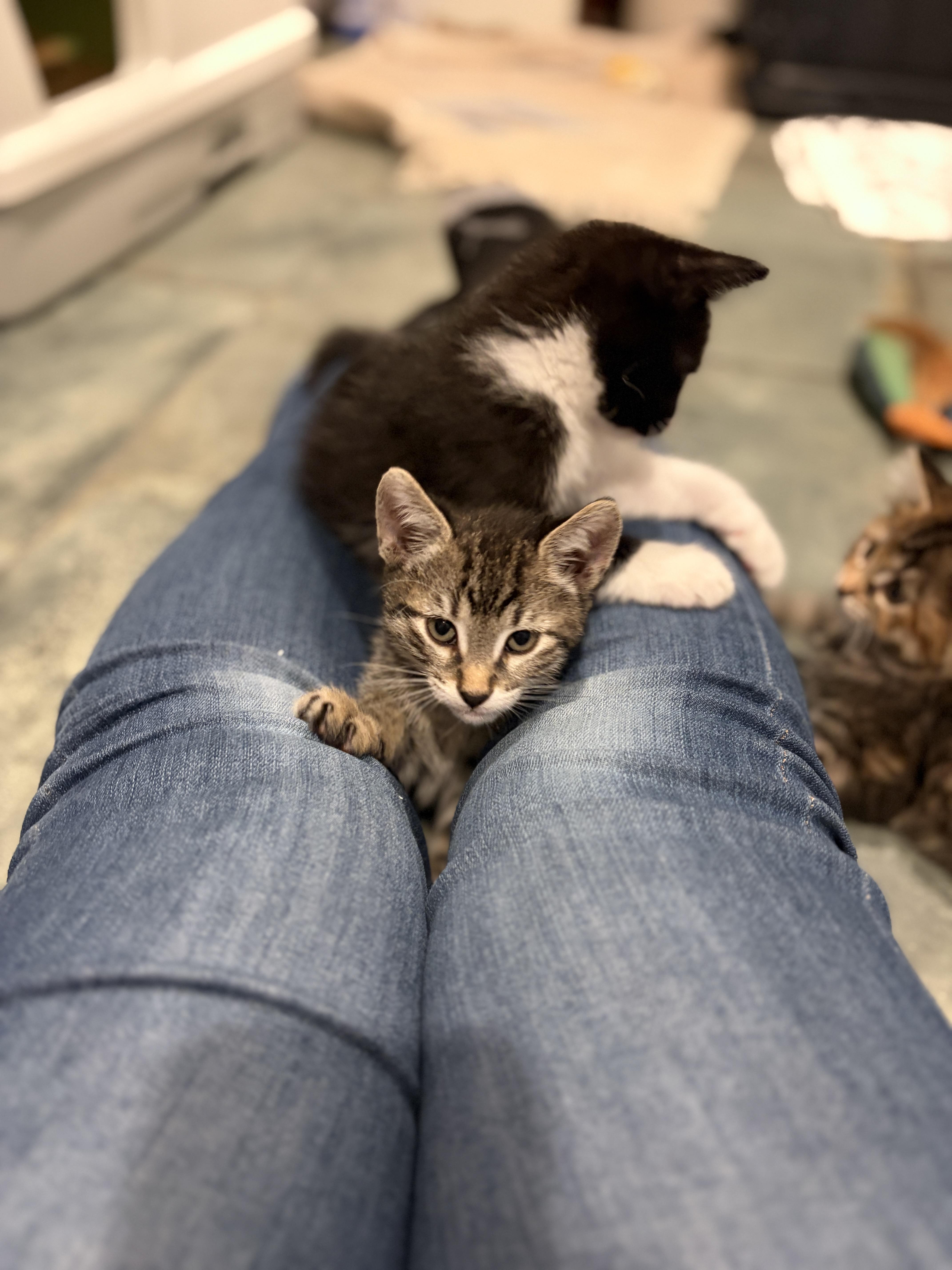 A baby medium-sized male Tabby (Brown / Chocolate) Tabby cat named Earl for adoption in Woodinville, WA